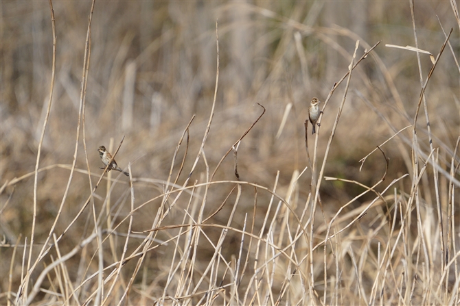 IIW,Common Reed Bunting