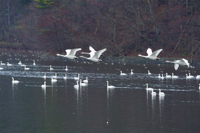 RnN`E,Tundra Swan