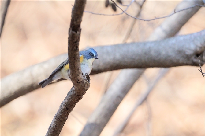 r^L,Red-flanked Bluetail