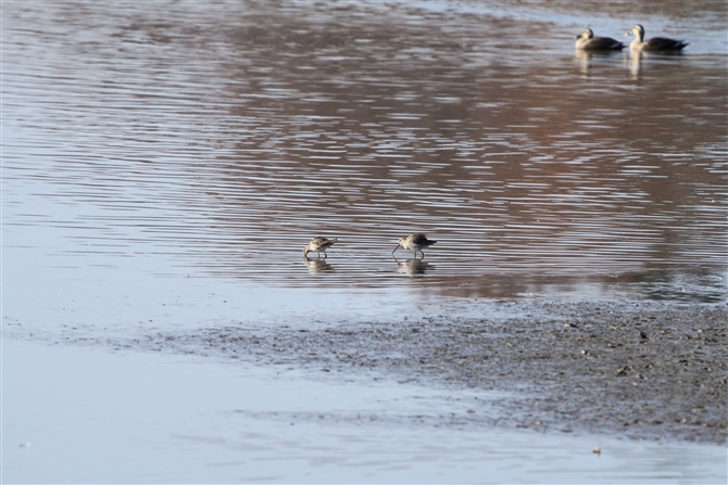 IInVVM,Long-billed Dowitcher