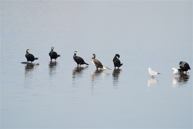 JE,Great Cormorant