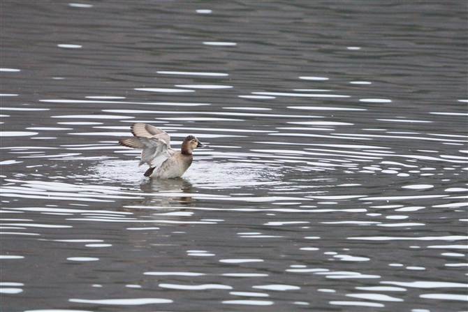 zVnW,Common Pochard