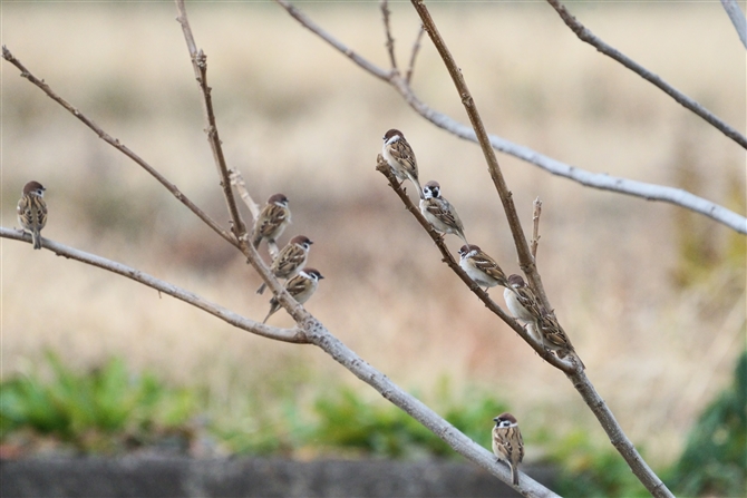 XY,Eurasian Tree Sparrow