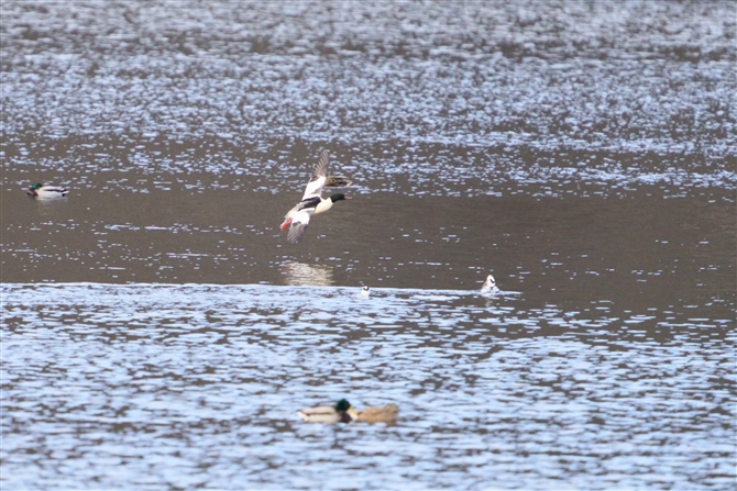 JACT,Common Merganser