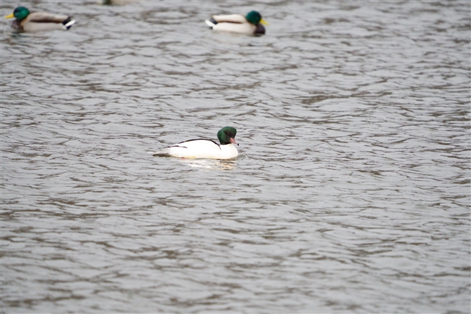 JACT,Common Merganser