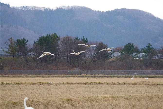 RnN`E,Tundra Swan