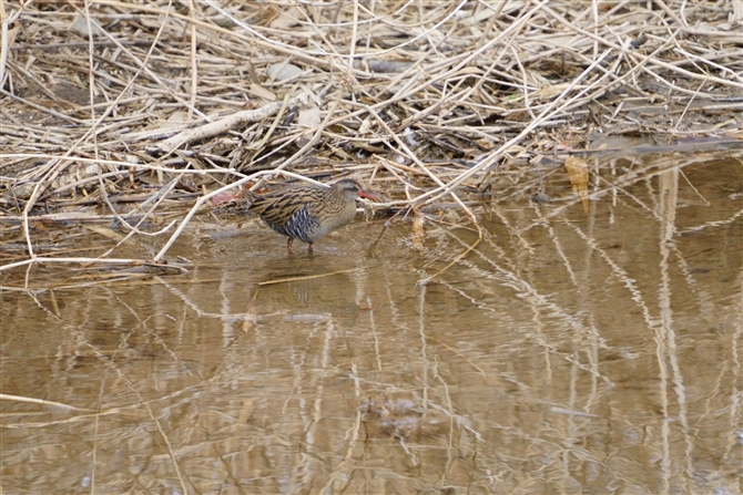 NCi,Water Rail