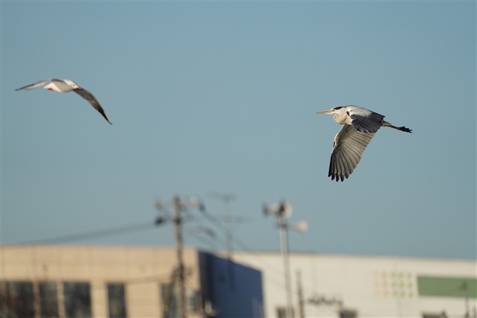 AITM,Grey Heron