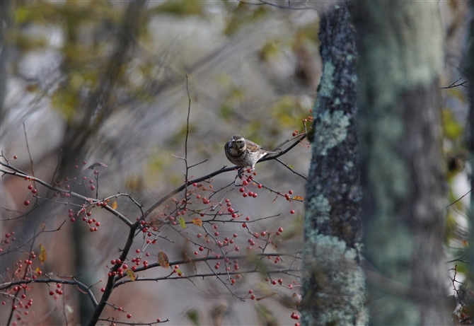 <%cO~,Dusky Thrush%>