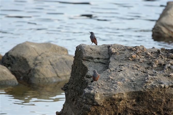 <%C\qh,Blue Rock Thrush%>