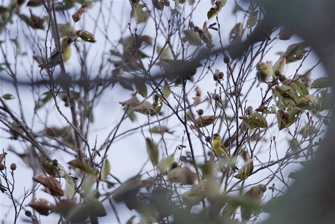 <%}q,Eurasian Siskin%>