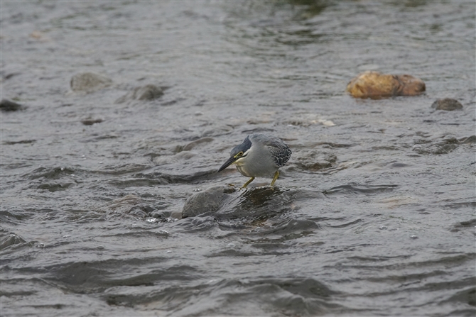 <%TTSC,Striated Heron%>