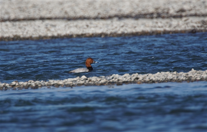 <%zVnW,Common Pochard%>