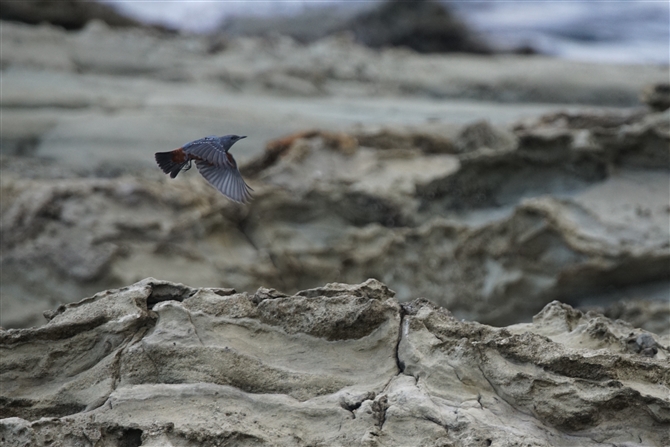 <%C\qh,Blue Rock Thrush%>