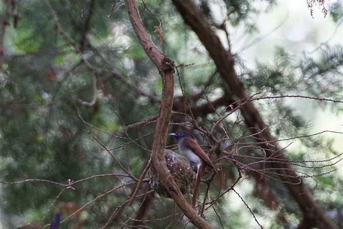 <%TRE`E,Japanese Paradise Flycatcher%>