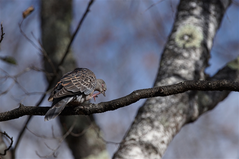 <%LWog,Oriental Turtle Dove%>