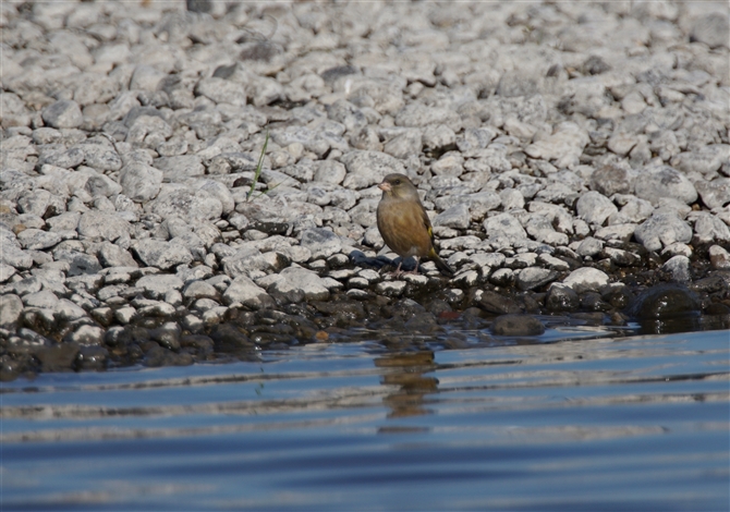 <%Jq,Oriental Greenfinch%>