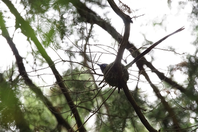 <%TRE`E,Japanese Paradise Flycatcher%>