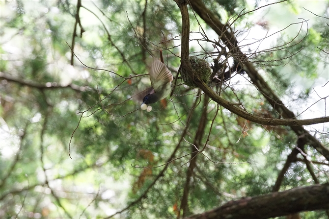 <%TRE`E,Japanese Paradise Flycatcher%>