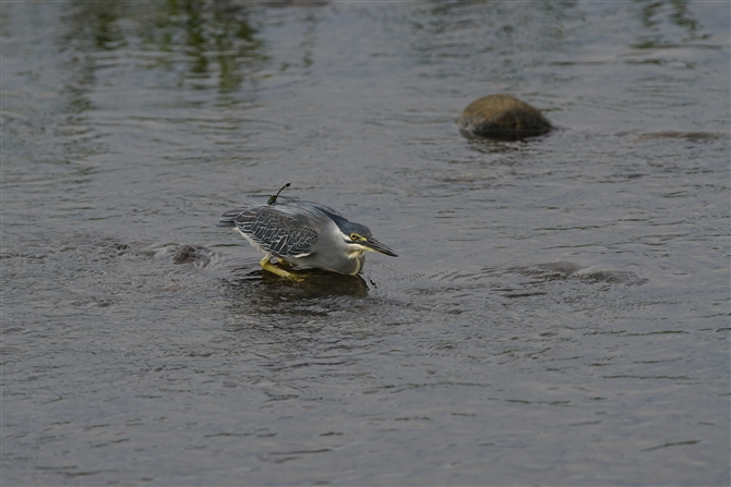 <%TTSC,Striated Heron%>