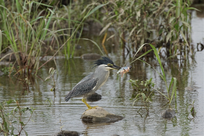 <%TTSC,Striated Heron%>