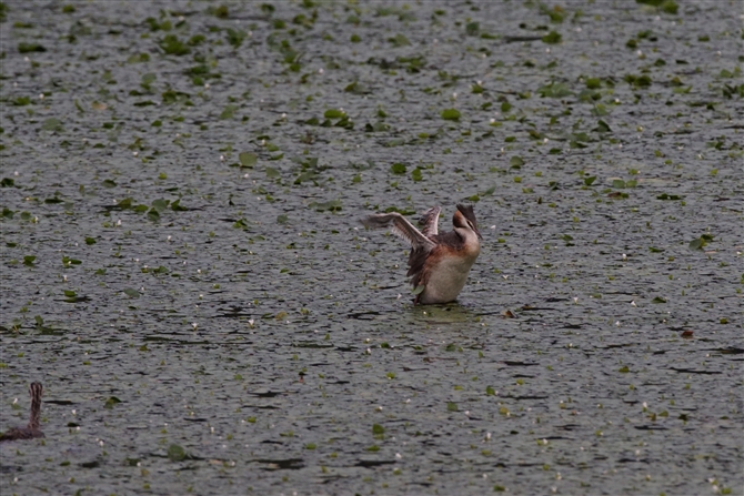 <%JJCcu,Great Crested Grebe%>