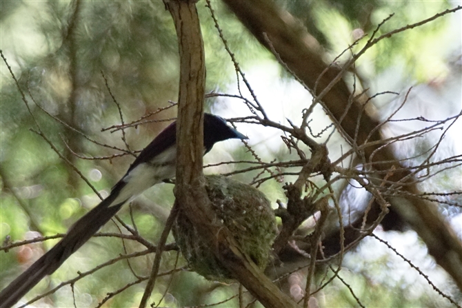 <%TRE`E,Japanese Paradise Flycatcher%>