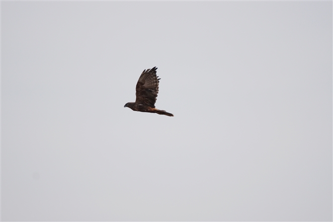 <%`Eq,Eastern Marsh Harrier%>