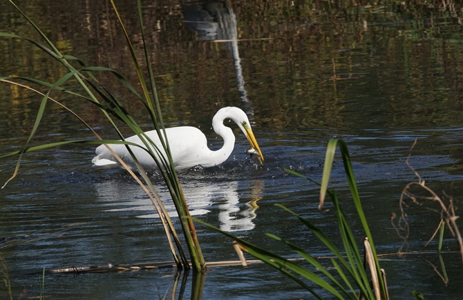 <%_CTM,Great Egret%>