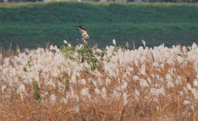 <%`Eq,Eastern Marsh Harrier%>