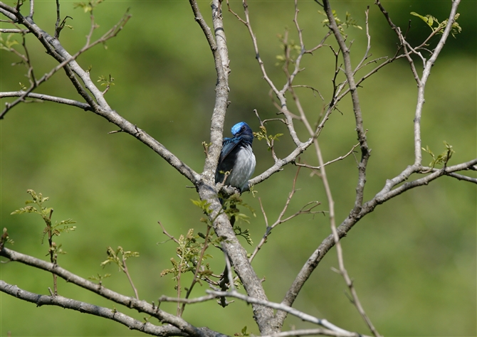 <%II,Blue-and-white Flycatcher%>