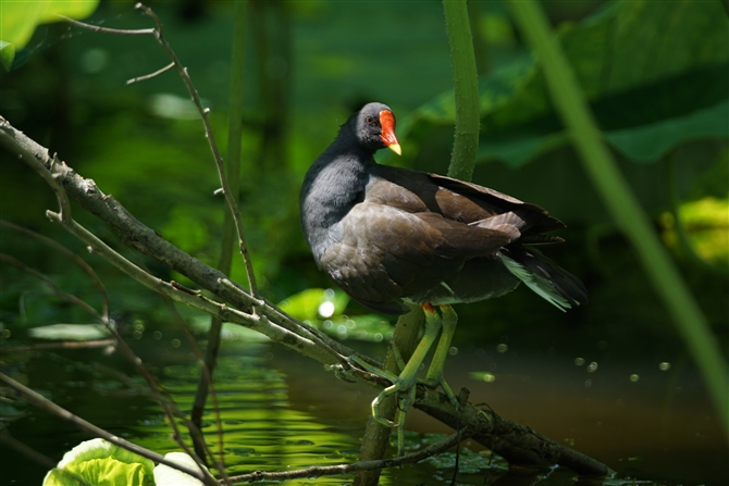 <%o,Common Moorhen%>