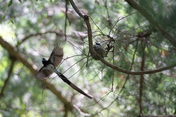 <%TRE`E,Japanese Paradise Flycatcher%>