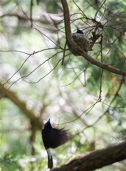 <%TRE`E,Japanese Paradise Flycatcher%>