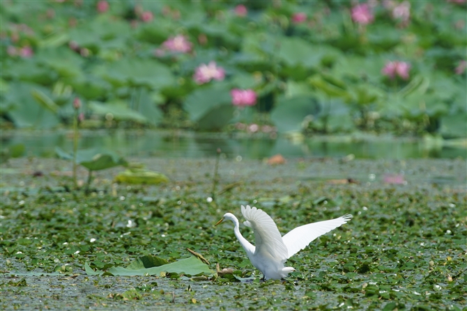 <%_CTM,Great Egret%>