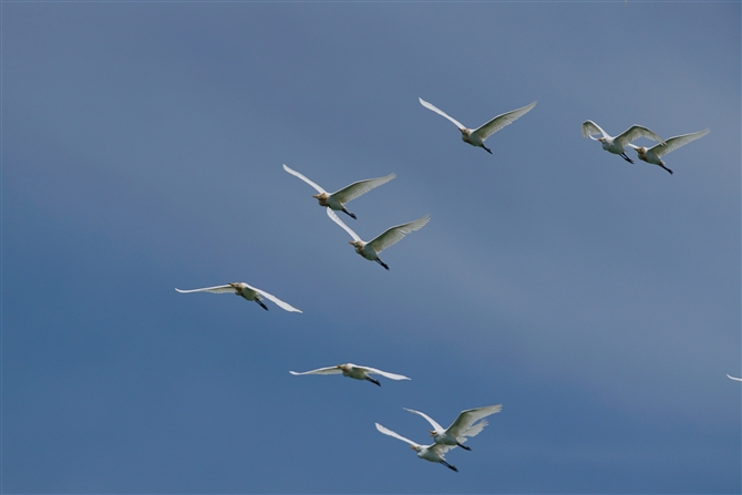 <%A}TM,Cattle Egret%>