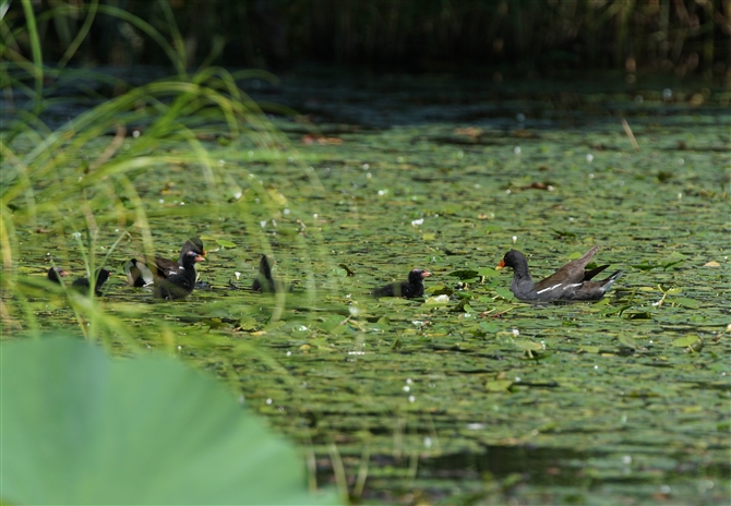 <%o,Common Moorhen%>