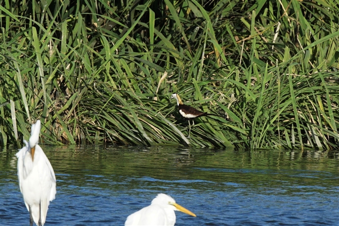 <%JN,Pheasant-tailed Jacana%>