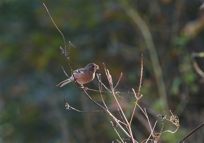 <%xj}VR,Long-tailed Rosefinch%>