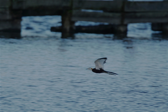 <%JN,Pheasant-tailed Jacana%>