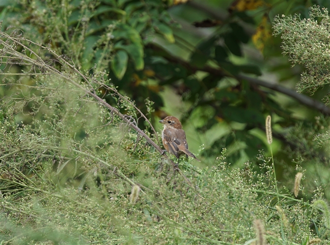 <%Y,Bull-headed Shrike%>