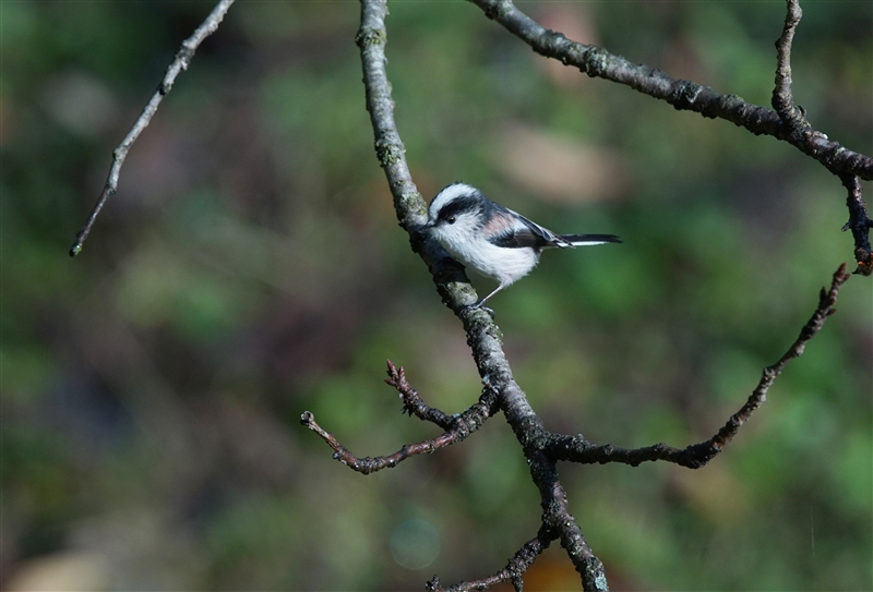 <%GiK,Long-tailed Tit%>