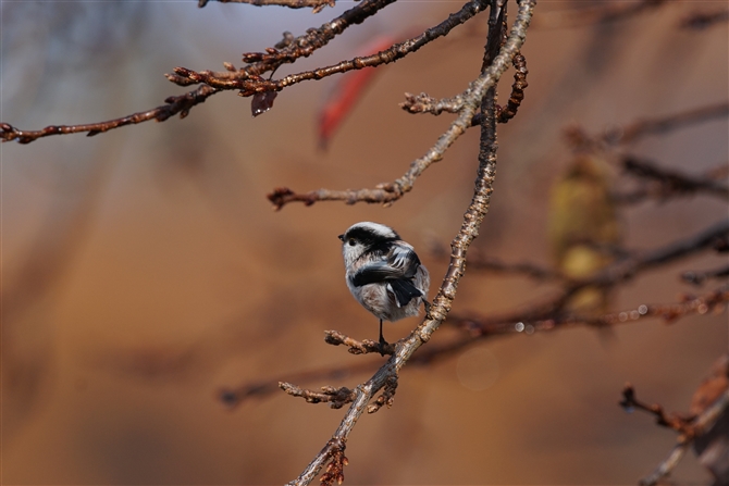 <%GiK,Long-tailed Tit%>