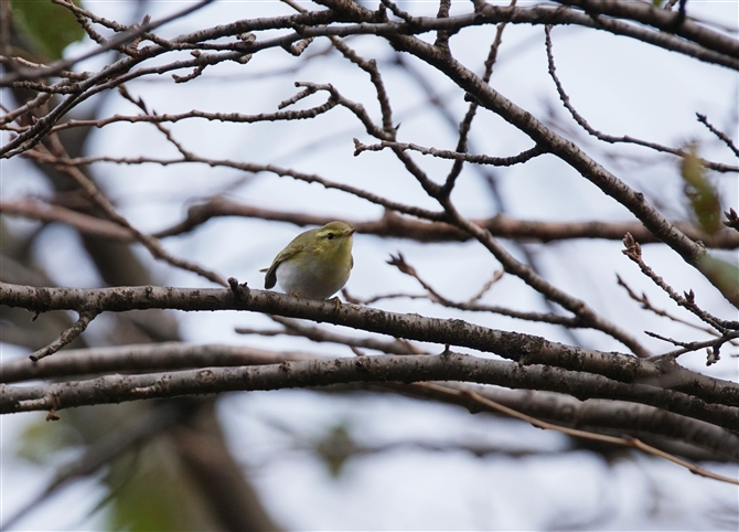 <%VNC,Wood Warbler%>