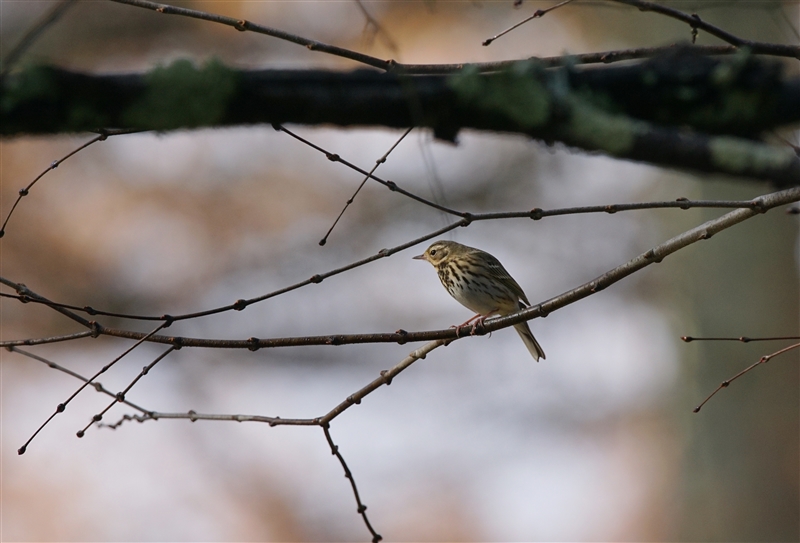 <%rYC,Olive-backed Pipit%>