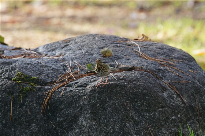 <%rYC,Olive-backed Pipit%>