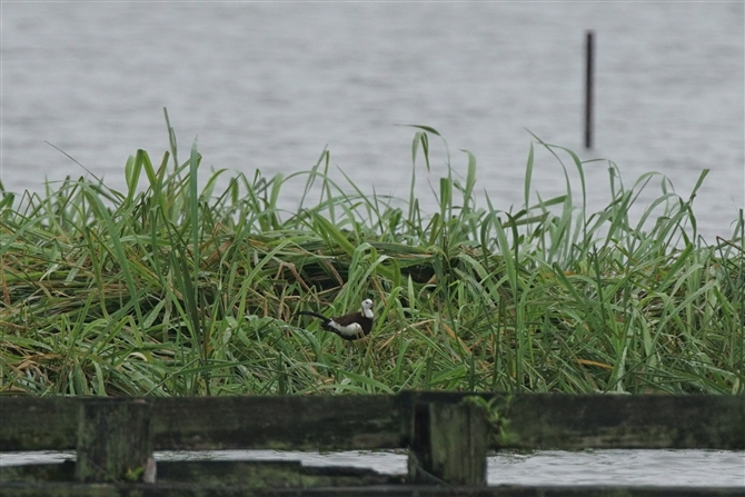 <%JN,Pheasant-tailed Jacana%>