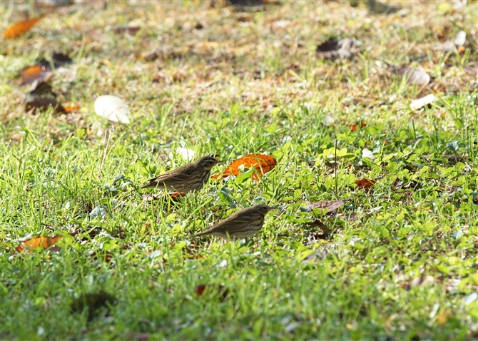 <%rYC,Olive-backed Pipit%>