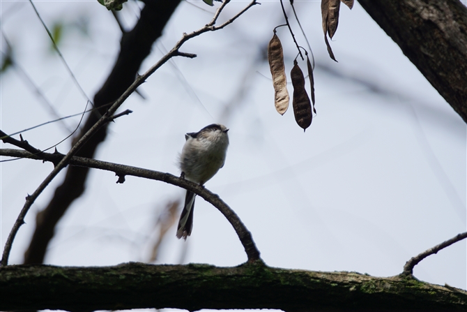 <%GiK,Long-tailed Tit%>