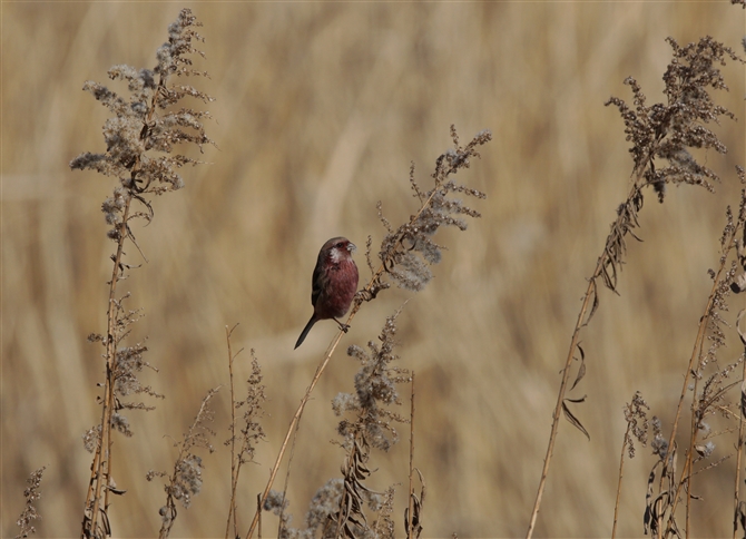 <%xj}VR,Long-tailed Rosefinch %>